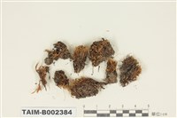 藏品(絲瓜苔屬)的圖片